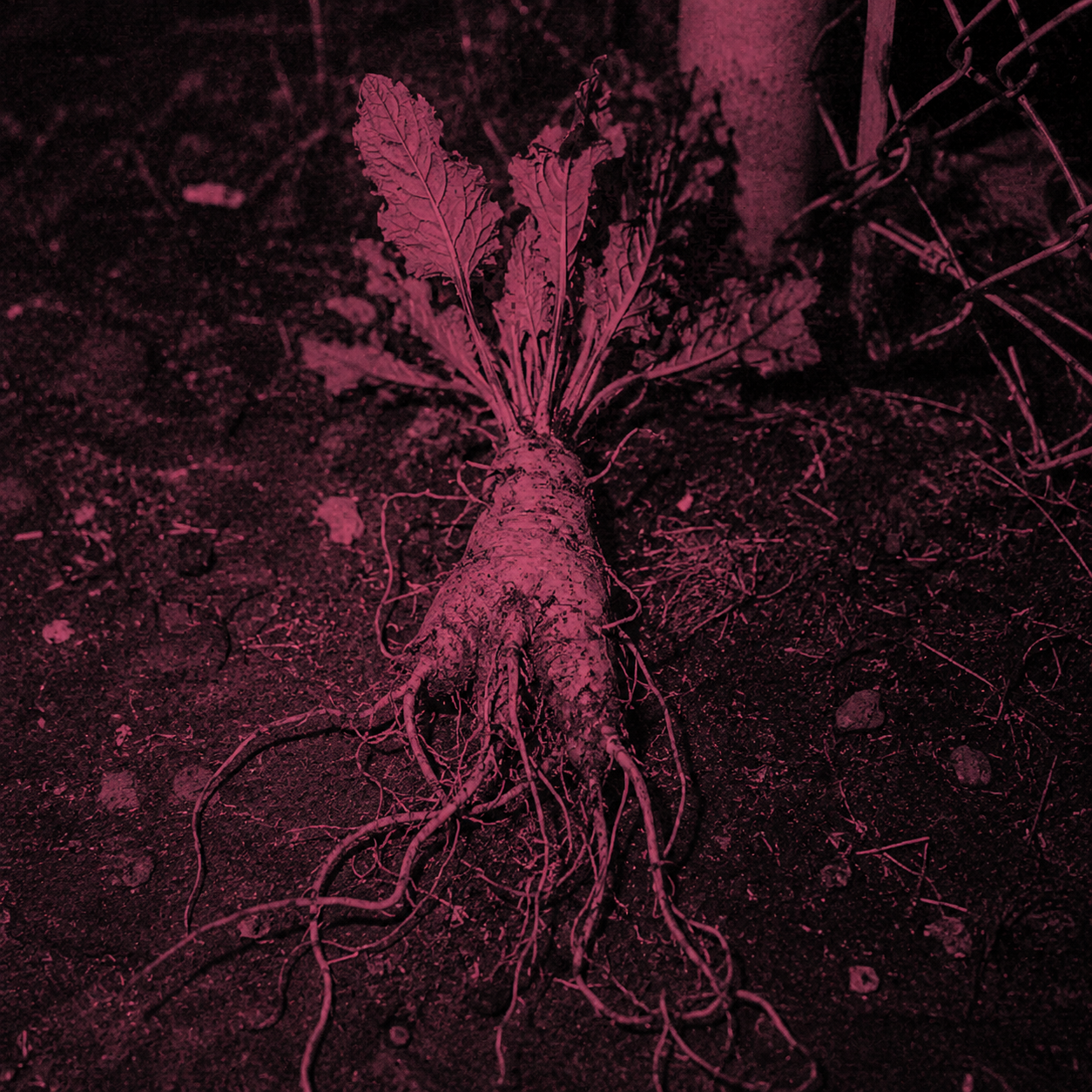 Aeris Mandrake